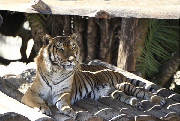 O tigre  um das atraes que a crianada mais admira (Ed Alves/CB/D.A Press)
