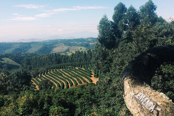 Vista da plantao de uma das fazendas mineiras que vendem caf para a empresa sua (Rebeca Oliveira/C.B/D.A Press )